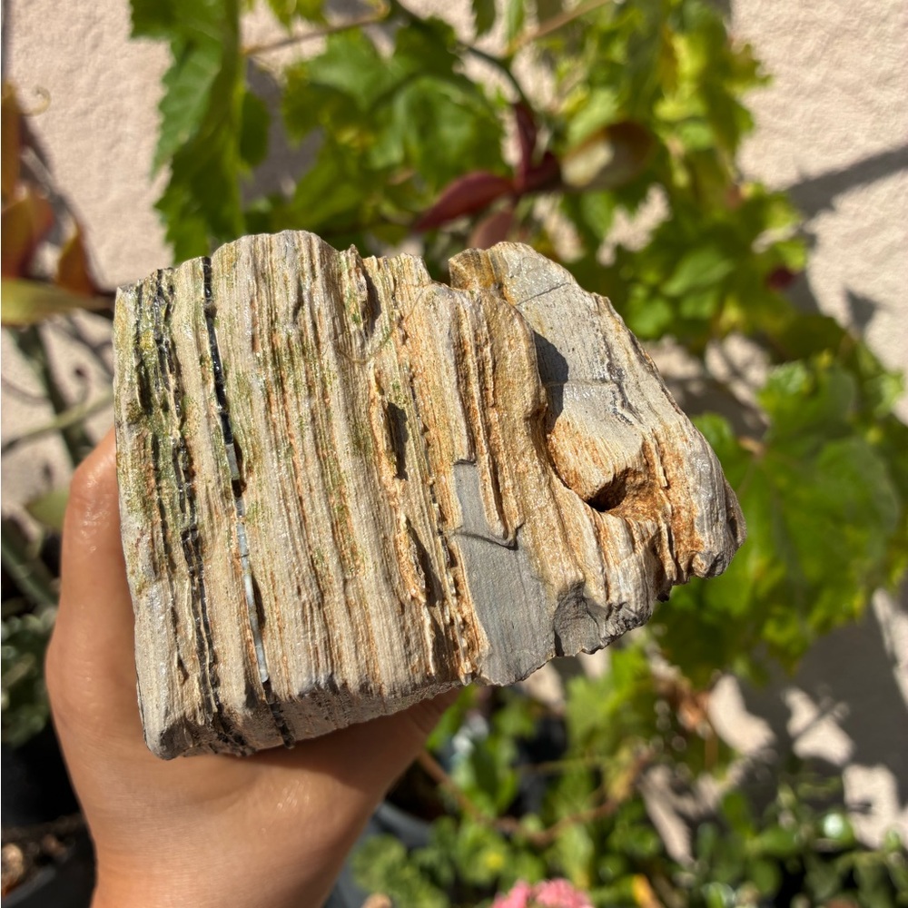 Large Rare Petrified Wood W Agate Veins Specimen Rough 4.4 Lbs - Picture 4 of 16
